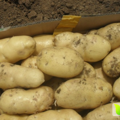 滕州龙阳周长江4月荷兰十五土豆