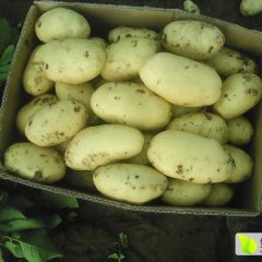 山东安丘荷兰十五土豆聚焦市场