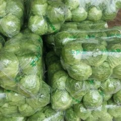 定州甘蓝名扬天下,南城马占峰诚信合作