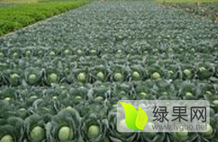 供应 河北唐山甘蓝（大头菜） 5月1开始供应
