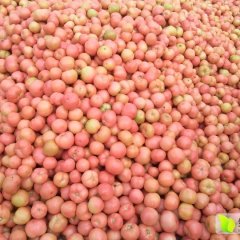 河南省新乡市延津县粉红西红柿基地