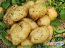 2016湖北土豆开始供应