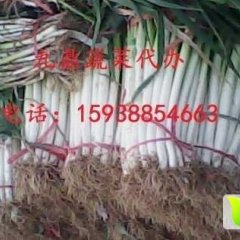 新野洋葱大量上市，七公分至十二公分