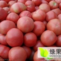山东费县西红柿大量上市中，果型好 品种多