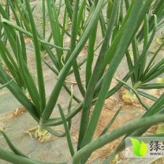 新野黄皮洋葱为主，五一左右上市