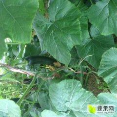 2016宿州南瓜现在订货有惊喜