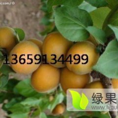 陕西杏基地陆地金太阳杏上市金太阳杏批发