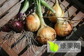 新野绿鑫张先生4月黄皮洋葱