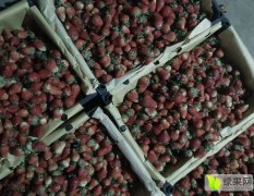 徐州甜查理草莓、日产百吨