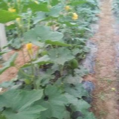 莘县鲁西瓜果蔬菜种植基地冬瓜