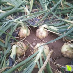 西昌礼州本产地有黄皮洋葱两万亩