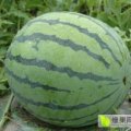 山东费县姚学祥蔬菜瓜果市场京欣西瓜大量上市