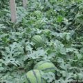 昌乐万亩无公害西瓜大量上市