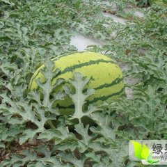 陕西西瓜基地，西瓜价格，批发供应