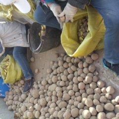 扶余土豆马铃薯以播种均为延薯四号