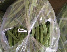 兖州基地几十个大棚的新上市芸豆