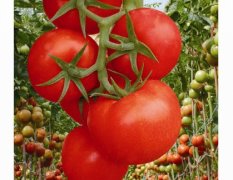 番茄种子长势旺盛