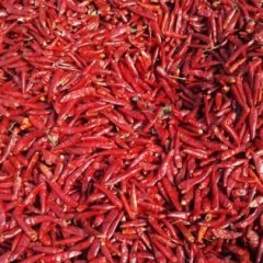 河北冀州三樱椒辣椒著名品牌