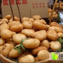 建水土豆营养丰富甸尾赵雨诚信合作