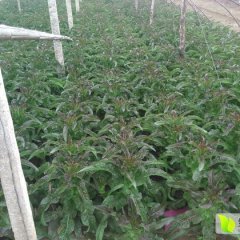 山东泰安范镇，大量莴笋四月上市
