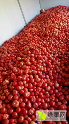 宁城西红柿火热上市大城子李冬强诚信合作