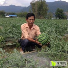 云南盈江万农金牌甜王西瓜香甜可口