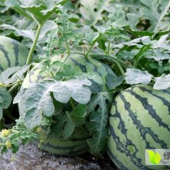 大名西瓜口感爽口束馆胡记民诚信合作