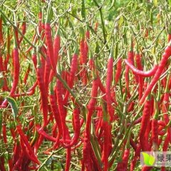 山西省忻州市鑫源辣椒专业合作社