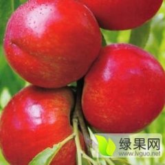 冠县兰沃孙凤武4月中油5号油桃