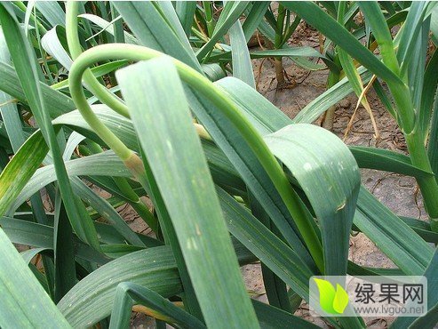 2016年山东单县蒜薹价格