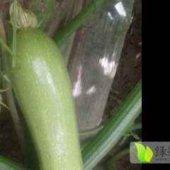 中山市莎朗果菜批发市场日本小南瓜