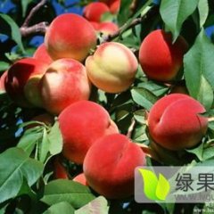 费县蜜桃供应中，质量货量包你满意。