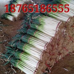 安丘大葱便宜了18765186555