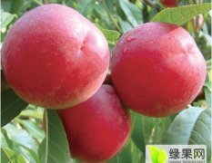 2016砀山油桃现在订货有惊喜