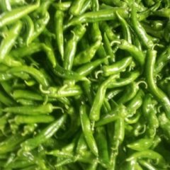 山东东昌府金牛角辣椒品质优良