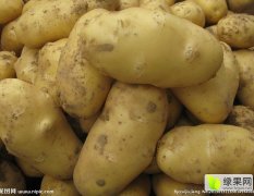 2016滕州土豆今年价格有看点