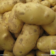 2016滕州土豆今年价格有看点