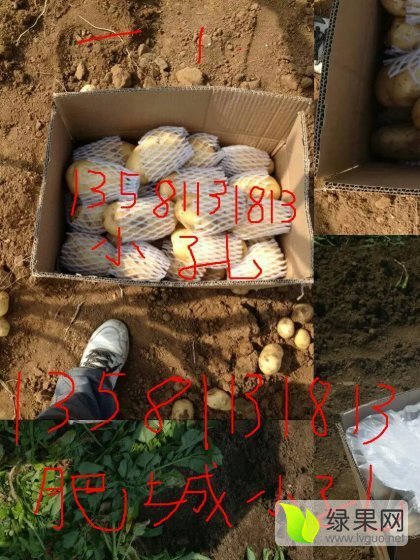 2016年山东肥城荷兰十五价格