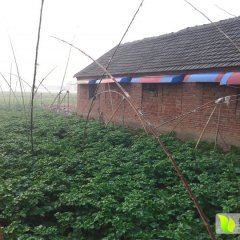 2016滕州土豆已上市专业代办