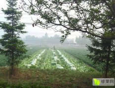 2016山东滕州春白菜已上市
