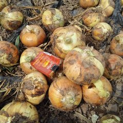 红皮洋葱，黄皮洋葱，出售