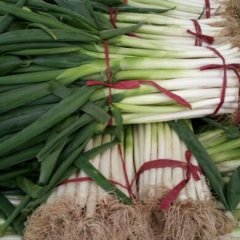 铁杆露天大葱，量多，可以看葱打价