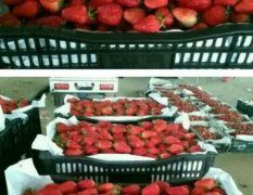 郯城新村美国甜查理草莓 代收加工果 ……商品果