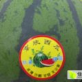 山东东昌府许营镇西瓜上市