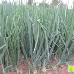 新野上岗王先生4月黄皮洋葱