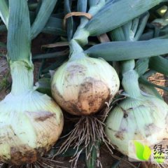 本人供应黄皮洋葱，红皮洋葱