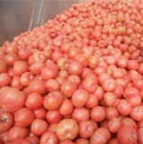 供应绥丰陆地西红柿七月十号上市火爆招商中