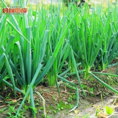 山东郯城现在墩葱7000斤左右急于处理