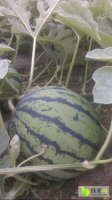 江苏睢宁京欣西瓜名扬天下