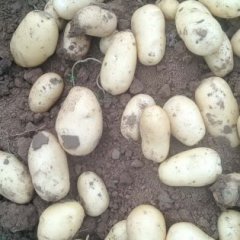 滕州大坞刘进涛4月荷兰十五土豆